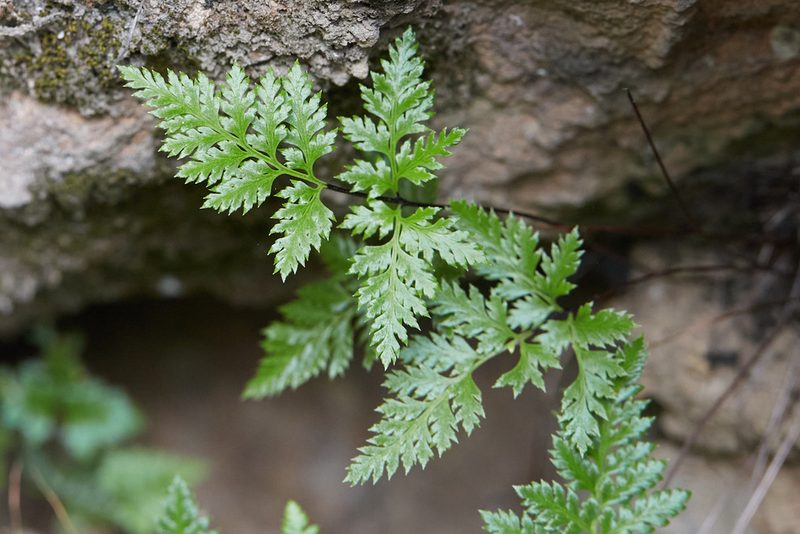 Aspidotis californica, photographed by Ken-ichi Ueda