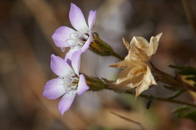 Gilia tricolor, photographed by Ken-ichi Ueda