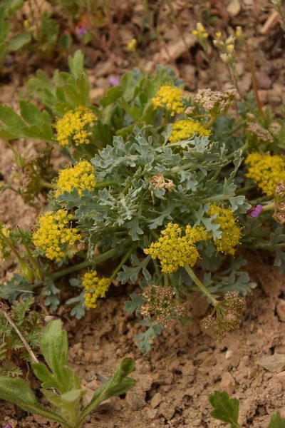 Cymopterus longipes, photographed by Mitch Van Dyke