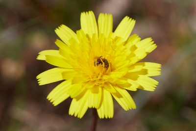 Leontodon saxatilis, photographed by Ken-ichi Ueda