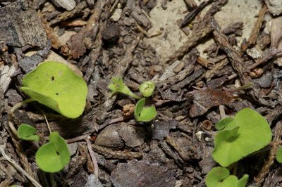 Dichondra carolinensis, photographed by Michelle W. （鍾偉瑋）
