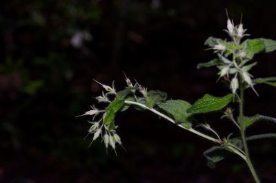 Lithospermum helleri, photographed by Michelle W. （鍾偉瑋）