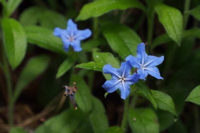 Aegonychon zollingeri, photographed by harum.koh