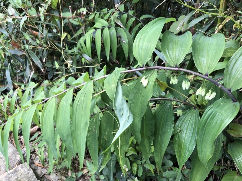 Polygonatum arisanense, photographed by 鄭雪雲