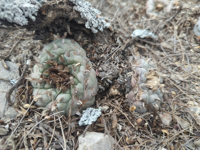 Lophophora williamsii, photographed by Alan Rockefeller