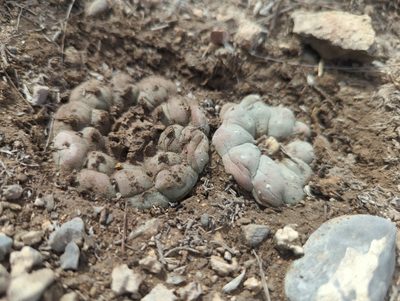 Lophophora williamsii, photographed by Alan Rockefeller