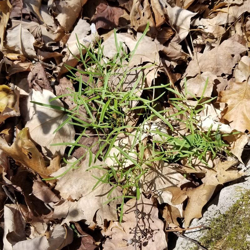 Cardamine dissecta, photographed by Daniel McClosky