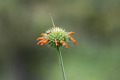 Leonotis nepetifolia, photographed by David F. Belmonte