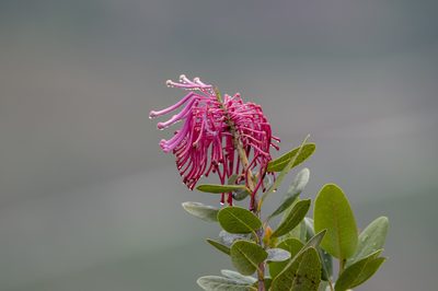 Oreocallis grandiflora, photographed by David F. Belmonte