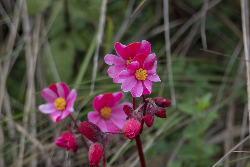 Begonia octopetala, photographed by David F. Belmonte