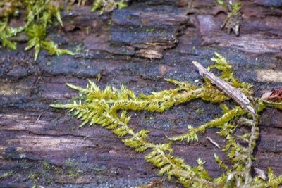 Callicladium haldaneanum, photographed by Andrew Sebastian