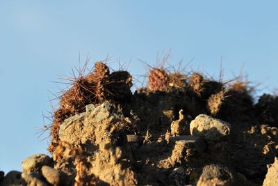 Airampoa ayrampo, photographed by capacoscar