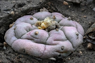 Lophophora williamsii, photographed by Alan Rockefeller