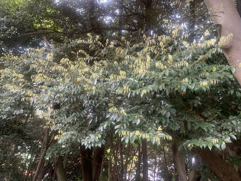 Castanopsis sieboldii, photographed by 岸本年郎