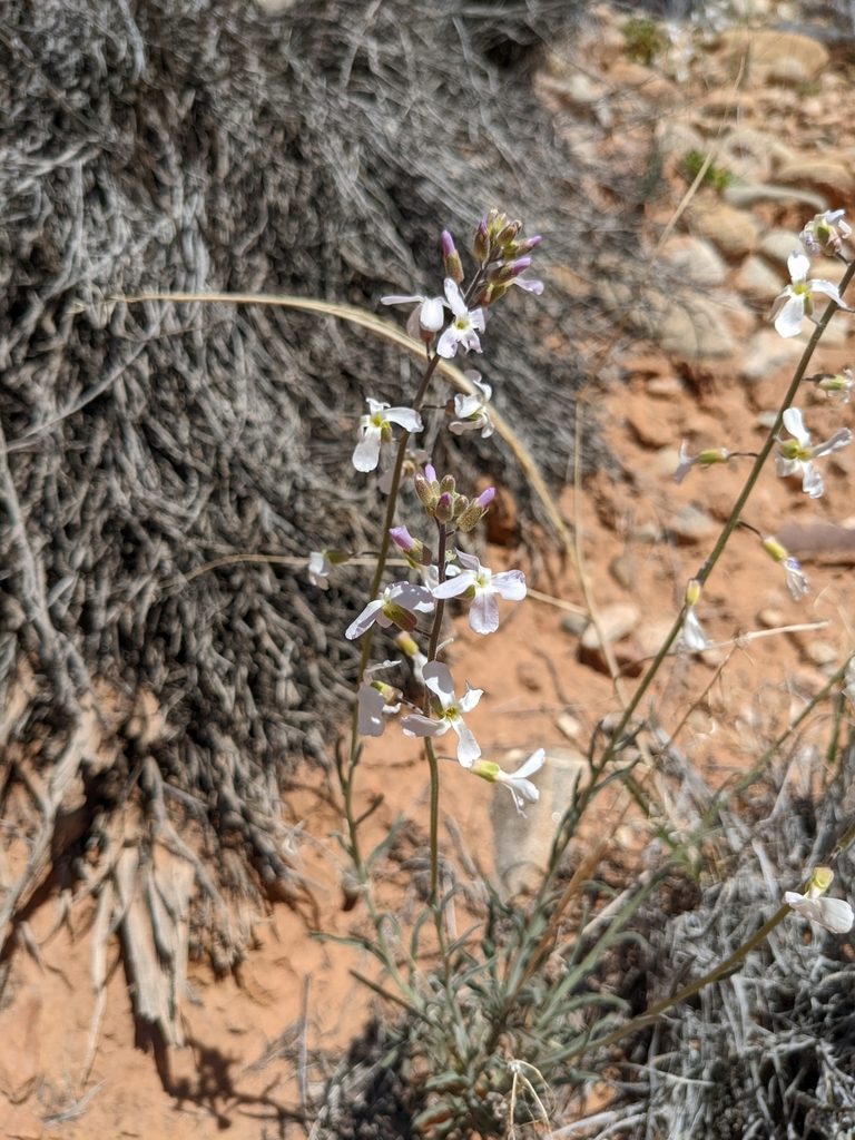 Boechera formosa, photographed by Chris Quirin