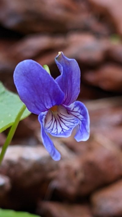 Viola clauseniana, photographed by Darrin Gobble