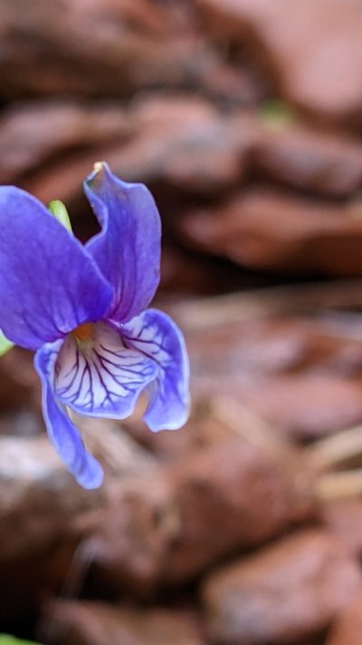 Viola clauseniana, photographed by Darrin Gobble
