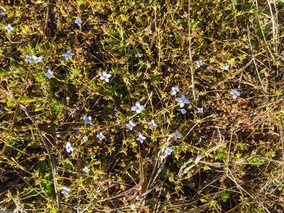 Houstonia pusilla, photographed by Zac Peterson