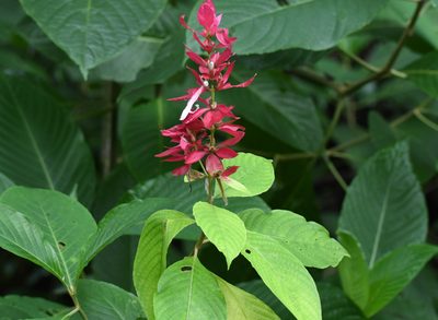 Megaskepasma erythrochlamys, photographed by Ben Keen