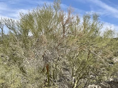 Parkinsonia microphylla, photographed by CK2AZ