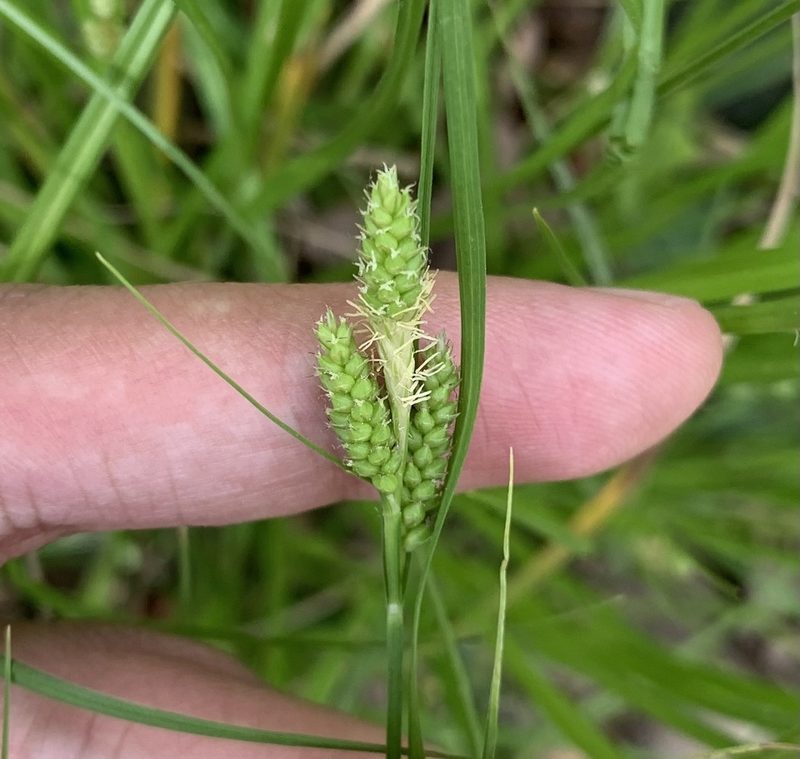 Carex caroliniana, photographed by Ashwin Srinivasan
