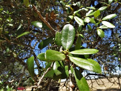 Quercus fusiformis, photographed by Annika Lindqvist