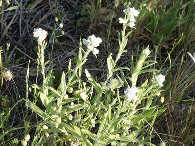 Pseudognaphalium californicum, photographed by Dutza K.