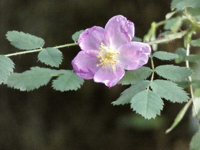 Rosa gymnocarpa, photographed by Dutza K.