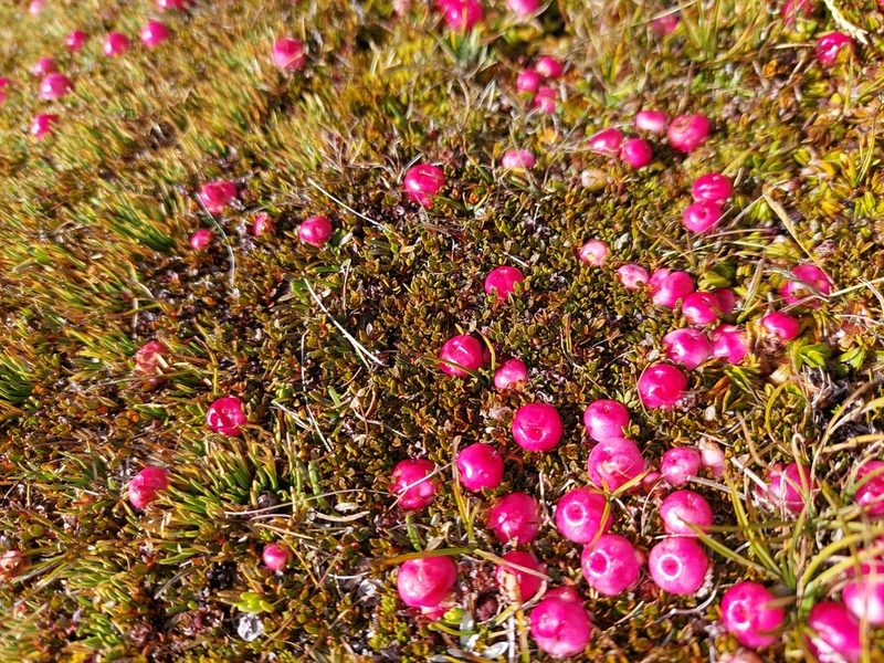 Gaultheria parvula, photographed by georgiasteel