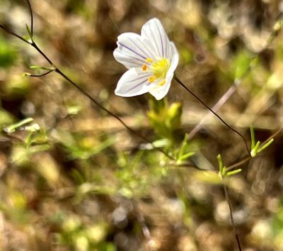 Leptosiphon liniflorus, photographed by Chuck Wilson