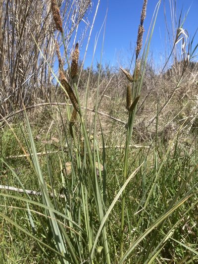 Carex hispida, photographed by Andre Hosper