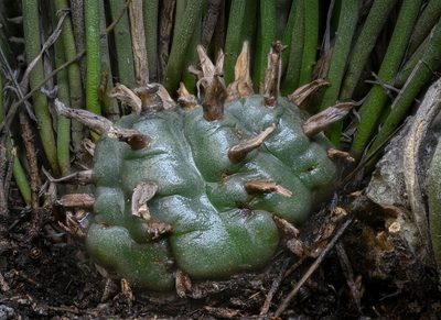 Lophophora williamsii, photographed by Alan Rockefeller