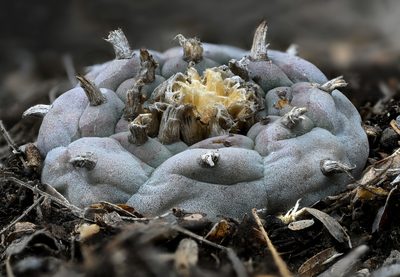 Lophophora williamsii, photographed by Alan Rockefeller