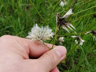 Hypochaeris chillensis, photographed by Tyler Bishop