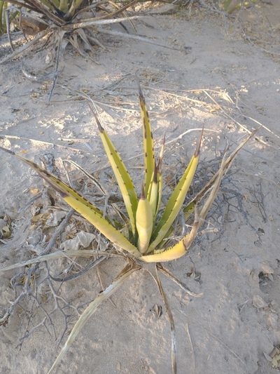 Agave datylio, photographed by Juan Cruzado Cortés