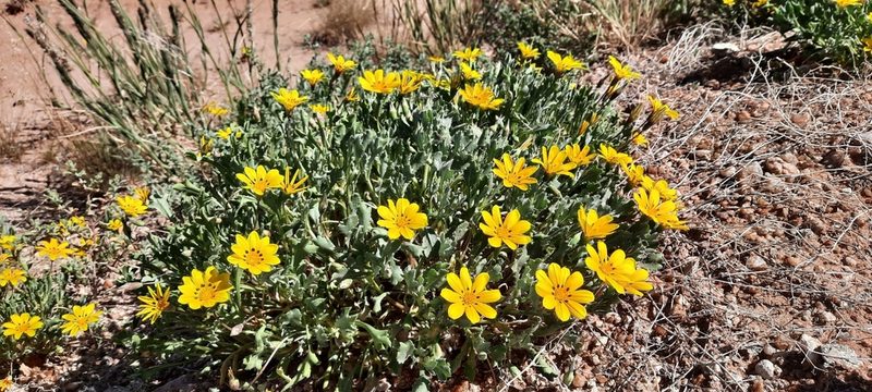 Gazania lichtensteinii, photographed by Karen Eichholz