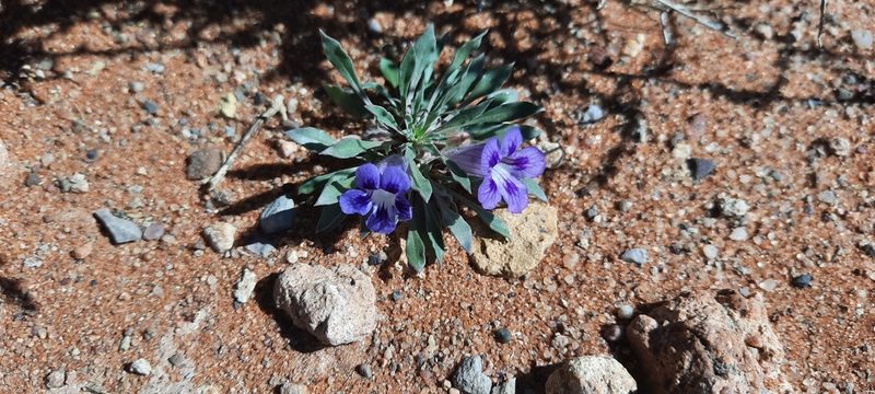 Aptosimum indivisum, photographed by Karen Eichholz