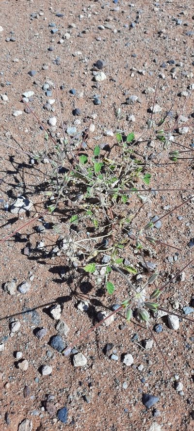 Monsonia umbellata, photographed by Karen Eichholz