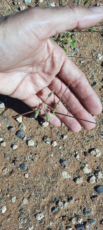 Monsonia umbellata, photographed by Karen Eichholz