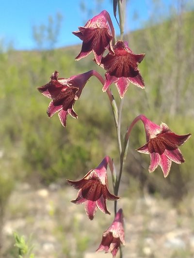 Gladiolus emiliae, photographed by kevin koen
