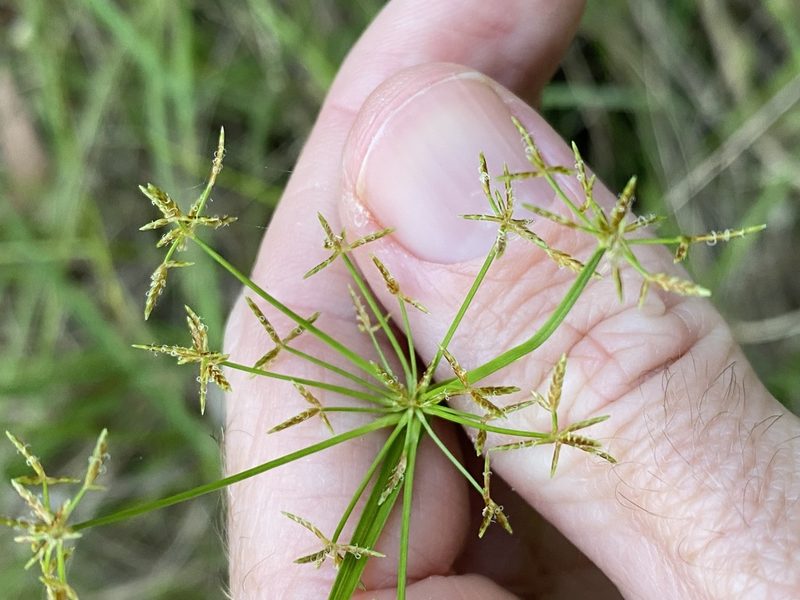 Cyperus haspan, photographed by Greg Tasney