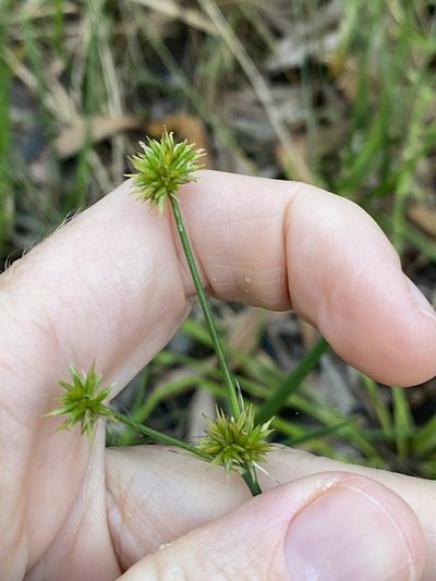Juncus prismatocarpus, photographed by Greg Tasney