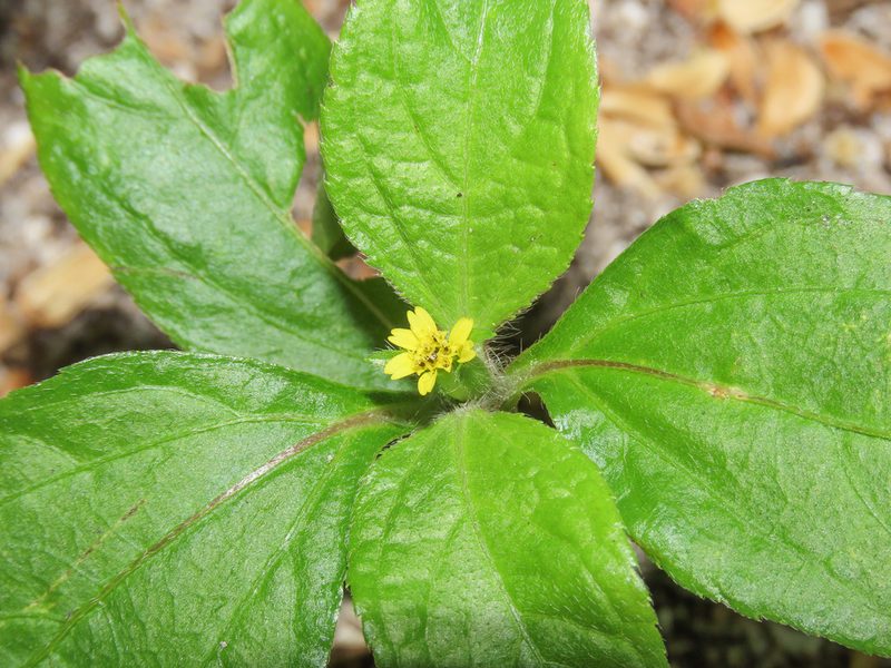 Synedrella nodiflora, photographed by Emanuele Santarelli