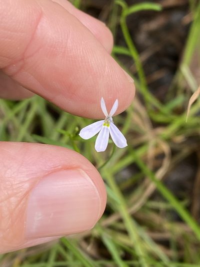Lobelia stenophylla, photographed by Greg Tasney