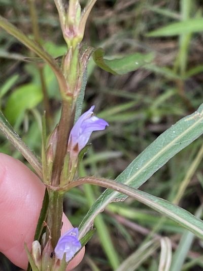 Hygrophila angustifolia, photographed by Greg Tasney
