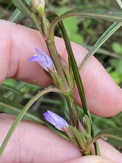 Hygrophila angustifolia, photographed by Greg Tasney
