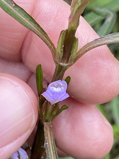 Hygrophila angustifolia, photographed by Greg Tasney