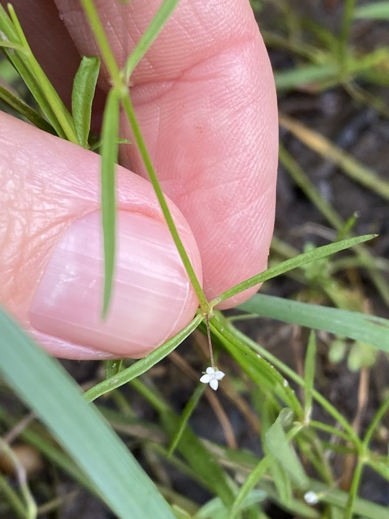 Scleromitrion galioides, photographed by Greg Tasney