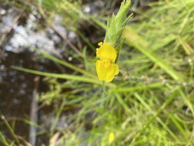 Philydrum lanuginosum, photographed by Greg Tasney