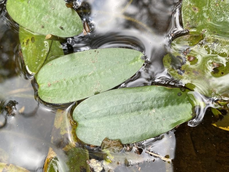 Ottelia ovalifolia, photographed by Greg Tasney